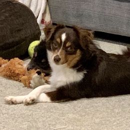 Josey - Toy Australian Shepherd