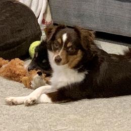 Josey - Toy Australian Shepherd