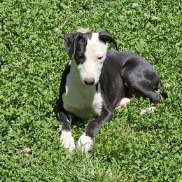 Falcon - Black Whippet puppy in Lenoir City, Tennessee from Equiss Whippets