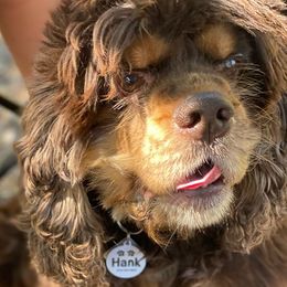 Cocker Spaniels from Southern Family Kennel