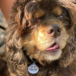 Cocker Spaniels from Southern Family Kennel