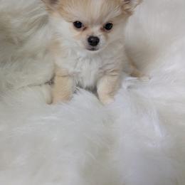 Romeo - Gold and white male Chihuahua puppy in Palm Coast, Florida from Pampered Chihuahuas