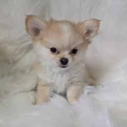 Romeo - Gold and white male Chihuahua puppy in Palm Coast, Florida from Pampered Chihuahuas
