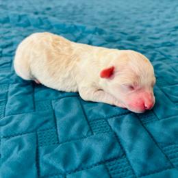 Boy 2 - Apricot male Aussiedoodle puppy in Cedar Park, Texas from Lollipups Mini Aussiedoodles