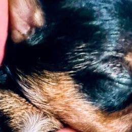 Yorkshire Terriers from Central Valley Yorkies