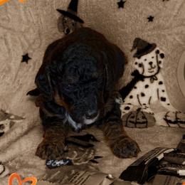 Girl 4 - Tri-color female Bernedoodle puppy in Paradise, Texas from Diamond Z Poodles & Doodles