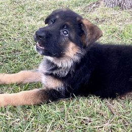 German Shepherds from Double A German Shepherds