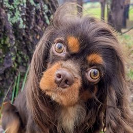 Cavapoo puppies from Forever Family Puppies