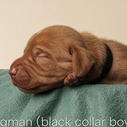Kingman (black collar) - Golden rust male Vizsla puppy in Alvord, Texas from Tequila Kennels
