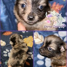 Blue - Blue merle male Pomeranian puppy in Terre Haute, Indiana from Divine Inspired Poms