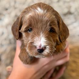 Kittie - Red  female Goldendoodle puppy in Tonopah, Arizona from DJ’s Doodles