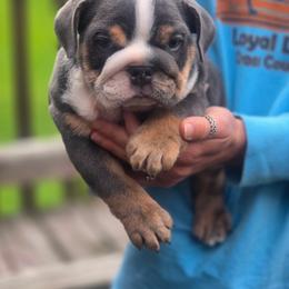 Tank - Blue tri-color male Bulldog puppy in Angelica, New York from Snapp Valley Bulldogs