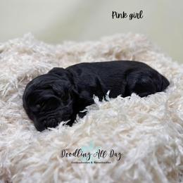 Pink girl - Black female Goldendoodle puppy in Valdese, North Carolina from Doodling All Day Goldendoodles
