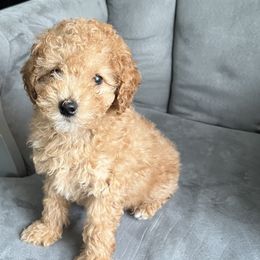 Poodle Puppies from Polina Walker's Poodles