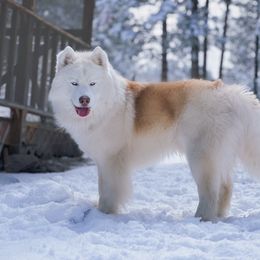 Apricot - Siberian Husky