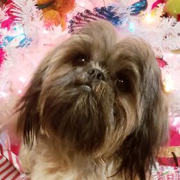 Bella - Shih Tzu