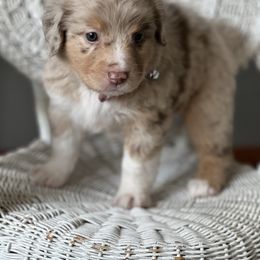 Miniature Australian Shepherd Puppies from JW Ranch