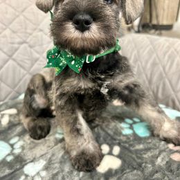 Miniature Schnauzer Puppies from NM Schnauzer Minis