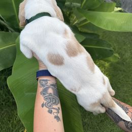 Basset Hound Puppies from Breeze Basset Hounds