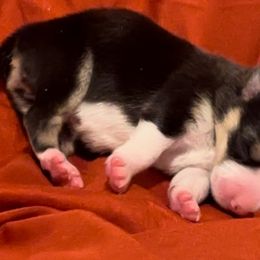 Pembroke Welsh Corgi Puppies from Promise Land Farm