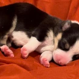 Pembroke Welsh Corgi Puppies from Promise Land Farm