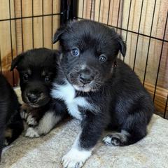 Lapponian Herder Puppies from Maalattu Koirankoppi Lapponian Herders