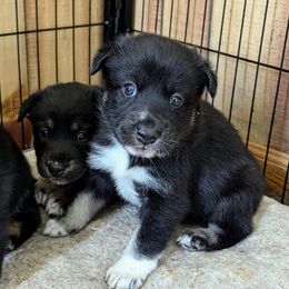 Lapponian Herder Puppies from Maalattu Koirankoppi Lapponian Herders