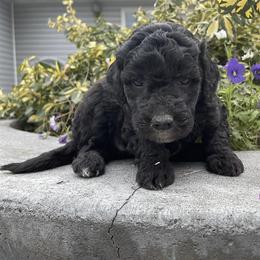 Aussiedoodle, Goldendoodle, Poodle, and Sheepadoodle Puppies from Draper Mountain Doodles