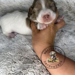 Orange collar - Dapple female Dachshund puppy in Burgettstown, Pennsylvania from Meaden’s Mini Dachshunds