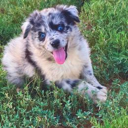 Storm - Blue merle male Australian Shepherd puppy in Mineral Wells, Texas from A6 Australian Shepards