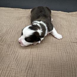 Tansy - Sable female Pembroke Welsh Corgi puppy in Elberta, Utah from 3F Farms- Pembroke Welsh Corgis and Irish Wolfhounds