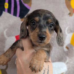 Rusty wirehair - Dapple male Dachshund puppy in Barnard, Missouri from KB Doxies