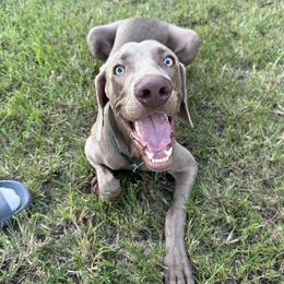 Weimaraner puppies from Waggin' Weims