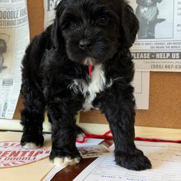 Motive - Black male Australian Labradoodle puppy in Valley Springs, California from Blue Denim Doodles