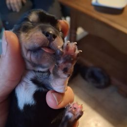 Carson - Black and tan Yorkshire Terrier puppy in Jacksonville, Arkansas from Royal Yorkie Terrier