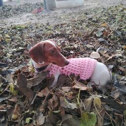 Molly - Dachshund