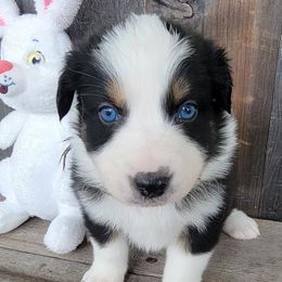 Boy 4 brown - Australian Shepherd puppy in Grants Pass, Oregon from Kehlani Kai Aussies