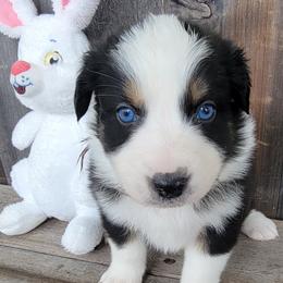 Boy 4 brown - Australian Shepherd puppy in Grants Pass, Oregon from Kehlani Kai Aussies