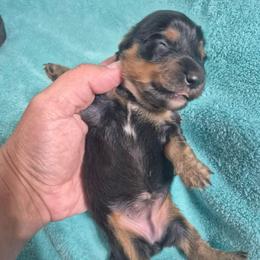 Laura - Black and tan female Dachshund puppy in Aiken, South Carolina from Paragon Puppies