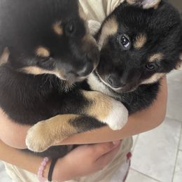 Shiba Inu All Grown Up from Salas Shiba Inu's