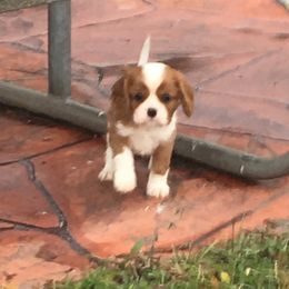Cavalier King Charles Spaniel and Xoloitzcuintli Puppies from Kingslee Cavaliers