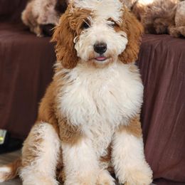 Bernedoodle and Goldendoodle Puppies from 4goldendoodles