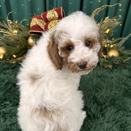 Prince   (AKC Miniature Poodle) - Poodle puppy from Carman's Miniature Poodles