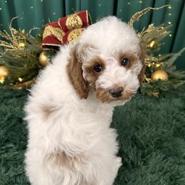 Prince   (AKC Miniature Poodle) - Poodle puppy from Carman's Miniature Poodles