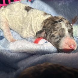 AKC Sneezy - White male Poodle puppy in Athens, Tennessee from Paws & Kisses