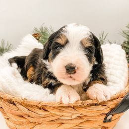 Green Beans - Tri-color male Bernedoodle puppy in Hudson, Indiana from TurkeyCreek-K9