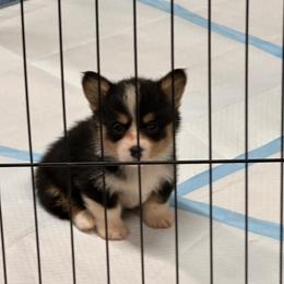 Boy 2 - Black and tan male American Corgi puppy in Hico, Texas from Chisholm Trail Kennels