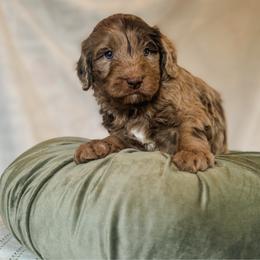 Otter - Chocolate merle male Bernedoodle puppy in Jackson, Missouri from Pincksten Family Doodles