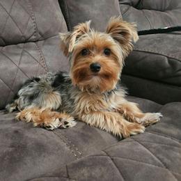 Honey - Yorkshire Terrier