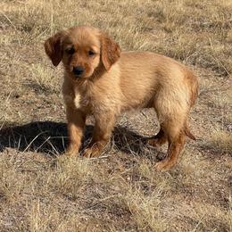 Honey - Golden female Golden Retriever puppy in Wellington, Colorado from High Country Golden Retrievers